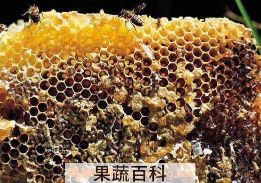 蜜蜂夏季养殖注意有哪些事项