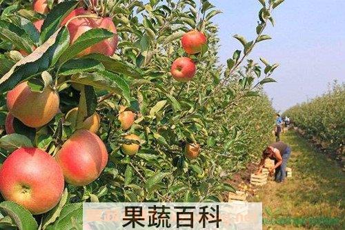 苹果树
