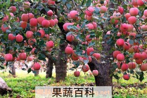 苹果树