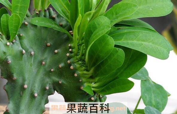叶仙人掌的功效与作用 叶仙人掌的养殖方法