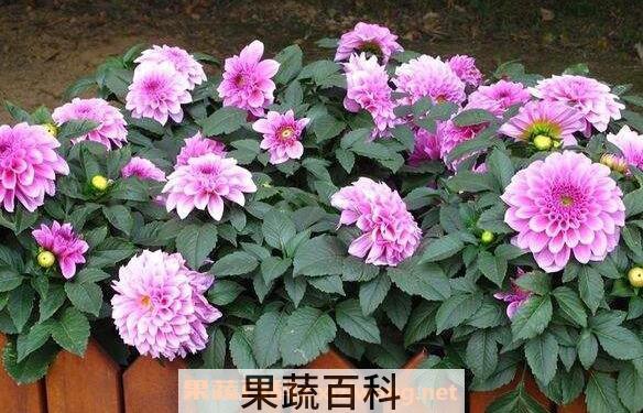 大丽花的功效与作用 大丽花的养殖方法