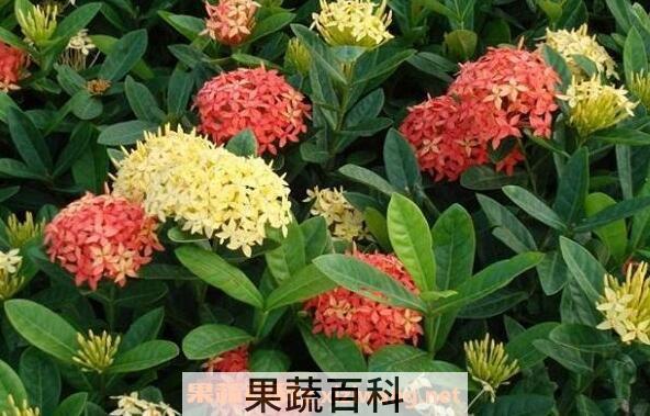 龙船花的功效与作用 龙船花的养殖方法