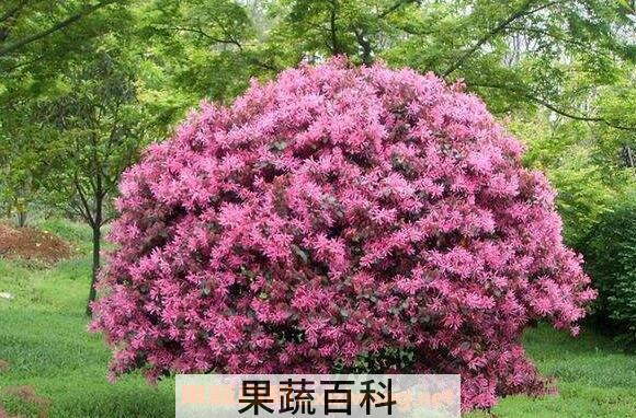 红花继木的功效与作用