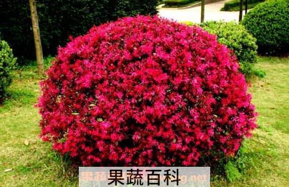 红花继木的功效与作用