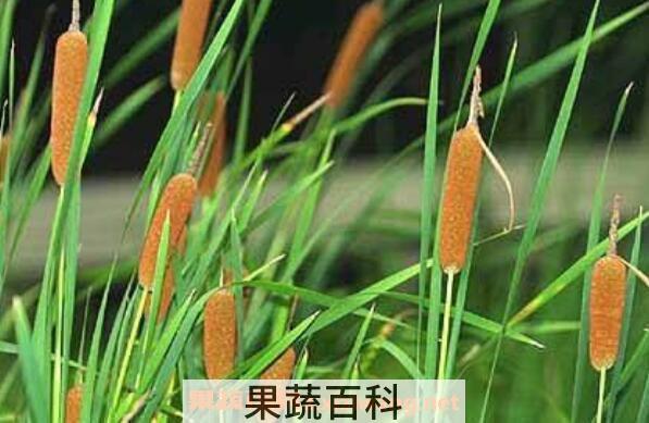 香蒲花的功效与作用 香蒲花的禁忌