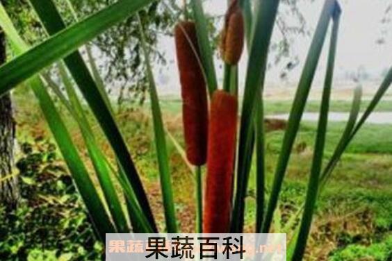 香蒲花的功效与作用 香蒲花的禁忌