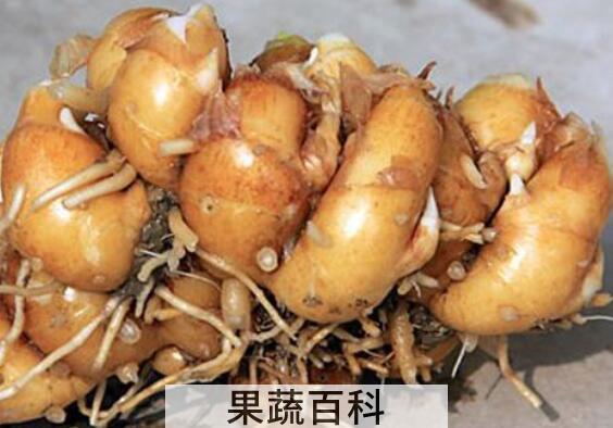 沙姜对男人有什么伤害 与沙姜相克的食物