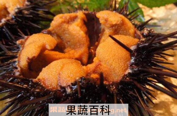 海胆有毒吗 海胆中毒怎么处理