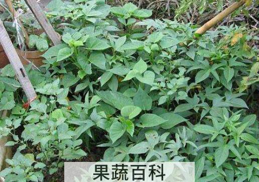 番薯藤干泡茶的功效与作用