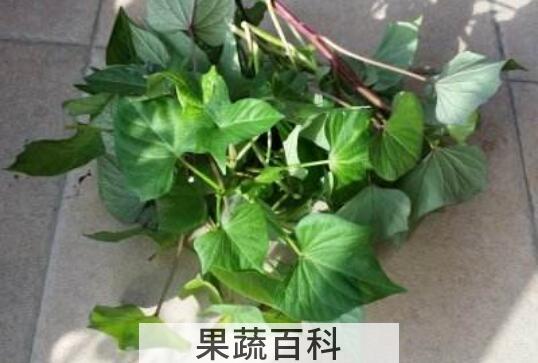 番薯藤干泡茶的功效与作用