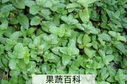 吃香花菜的禁忌 香花菜不适宜人群
