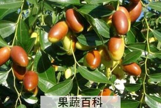马牙枣的功效与作用 马牙枣的食用禁忌
