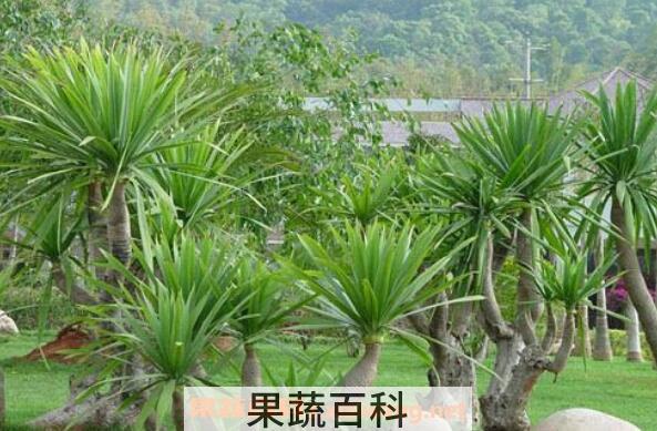 龙血草的功效与作用 龙血草有什么好处