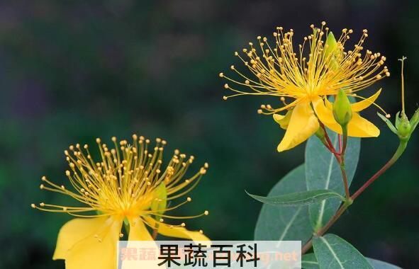 金丝桃怎么扦插 金丝桃怎样修剪