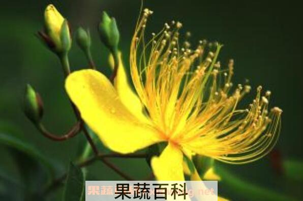 金丝桃怎么扦插 金丝桃怎样修剪