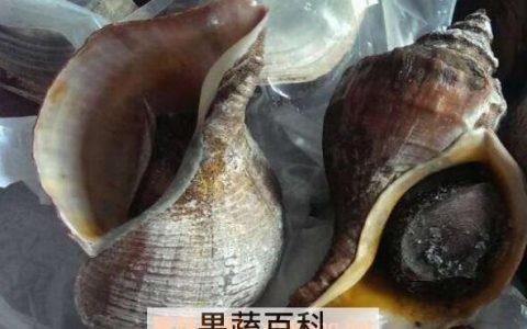 大海螺的功与作用 吃大海螺的好处