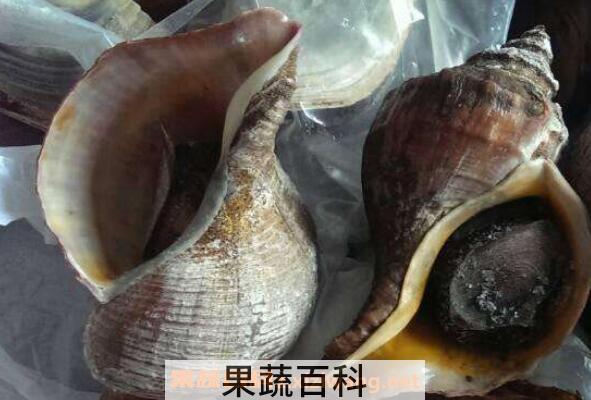 大海螺的功与作用