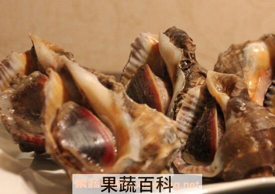 大海螺的功与作用