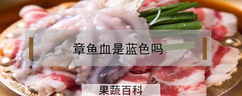 章鱼血是蓝色吗