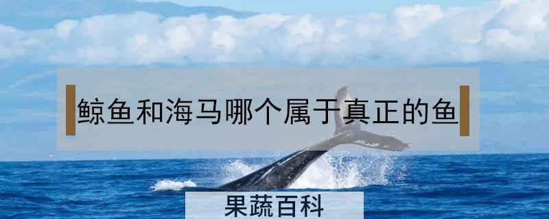 鲸鱼和海马哪个属于真正的鱼