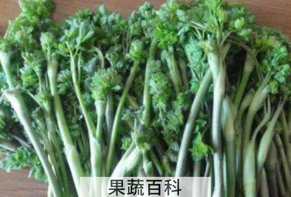 五爪子野菜的功效与作用