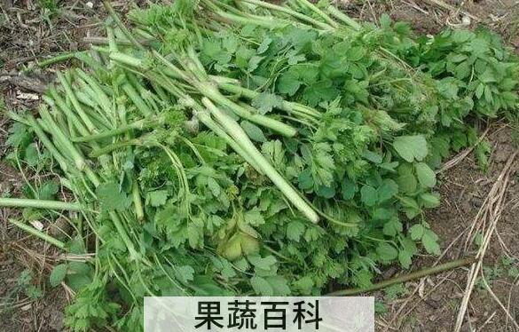 五爪子野菜的功效与作用