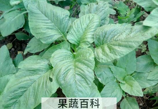 野菜人心菜的功效和作用
