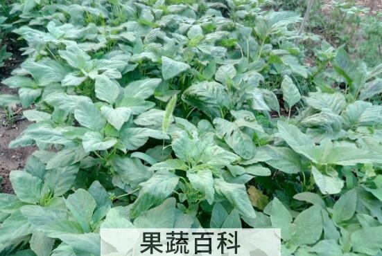 野菜人心菜的功效和作用