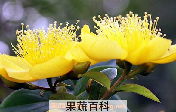 金丝梅的功效与作用 金丝梅的用途