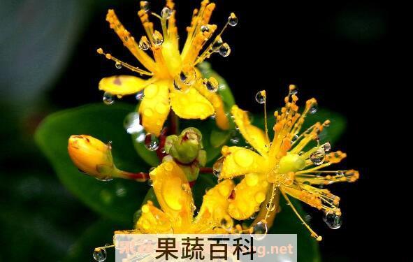 金丝梅的功效与作用 金丝梅的用途