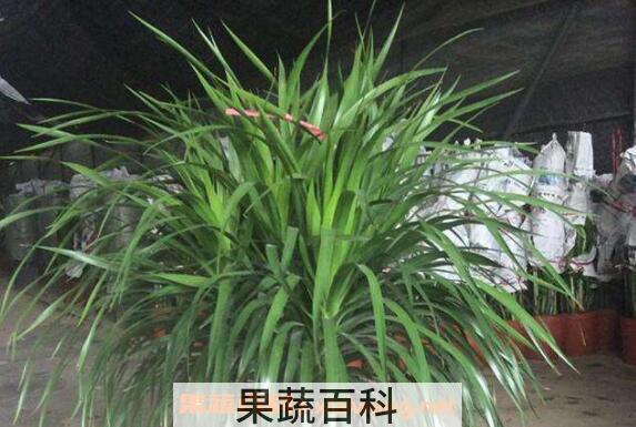 千年龙血的功效和作用