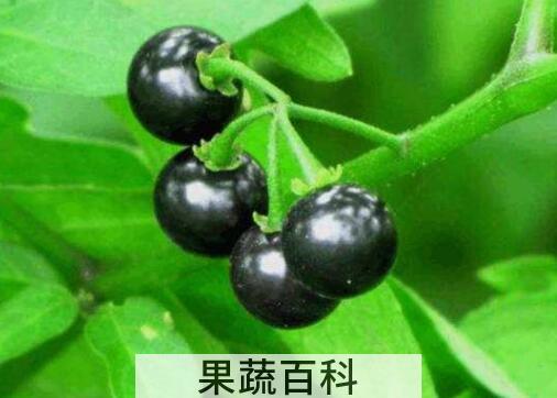 龙葵果功效与作用及食用方法