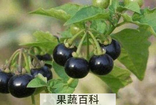 龙葵果功效与作用及食用方法