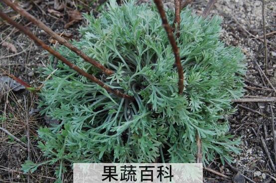 野菜咪咪蒿有什么功效