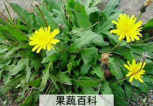 农村清热解毒的野菜有哪些