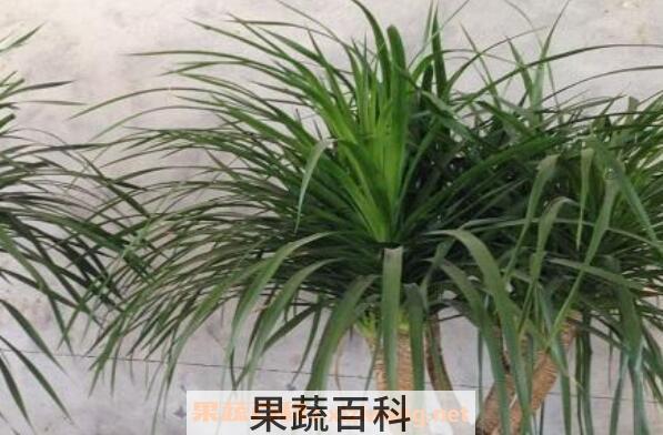 龙血花有什么好处 龙血花的功效与作用