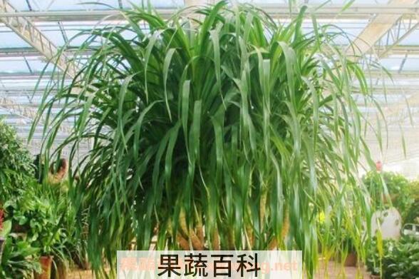 龙血花有什么好处 龙血花的功效与作用