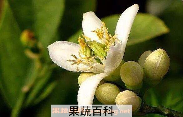 佛手花的功效与作用及副作用