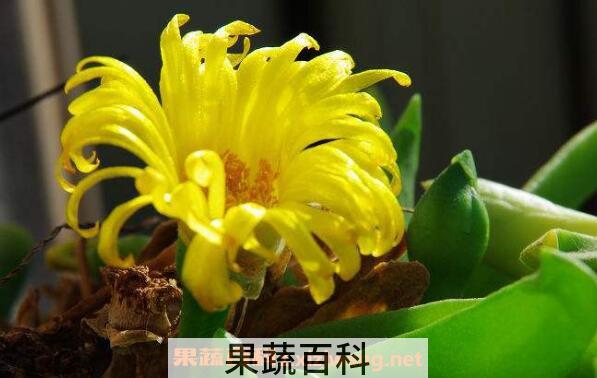 佛手花的功效与作用及副作用