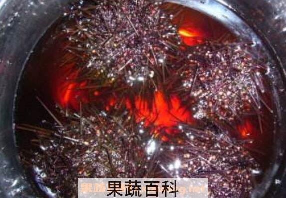 什么是紫海胆 紫海胆的功效与作用