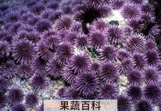 什么是紫海胆 紫海胆的功效与作用