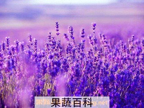 薰衣草
