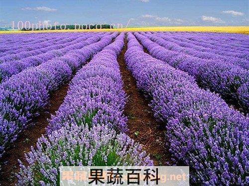 薰衣草