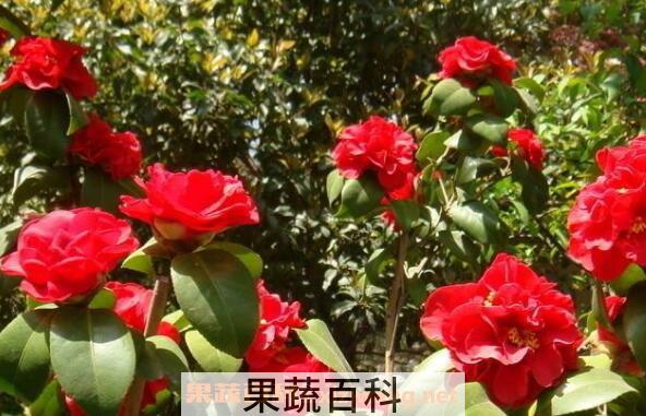 山茶花的功效与作用 山茶花的美容功效