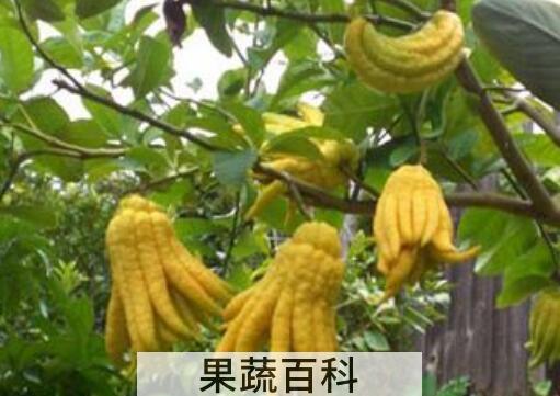 金佛手瓜的功效与作用