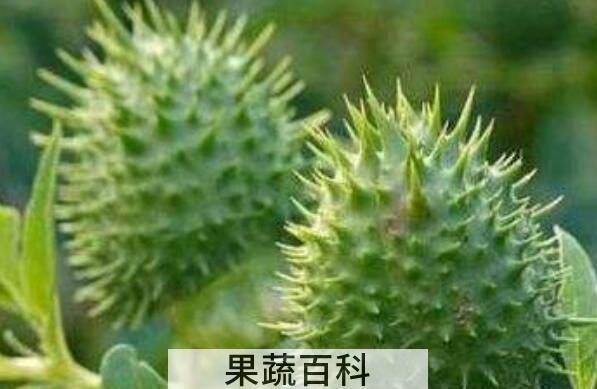 刺苹果可不可以吃 刺苹果泡酒能治什么病