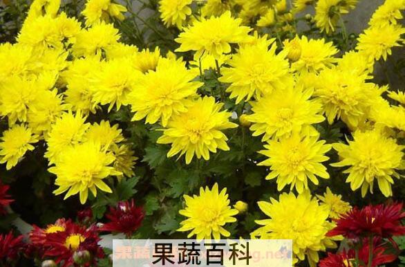 怀寿菊和怀菊花的区别 怀菊花的功效