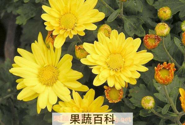 怀寿菊和怀菊花的区别 怀菊花的功效