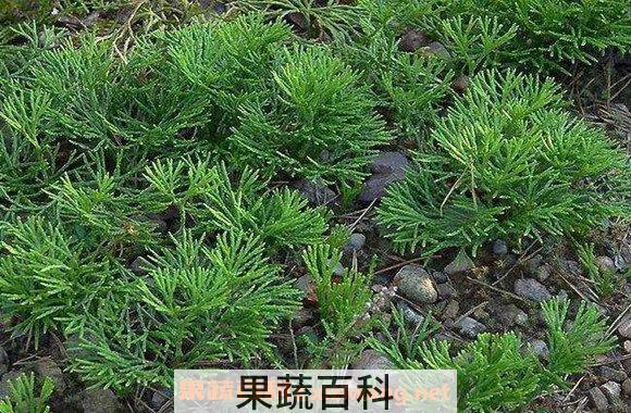 石松