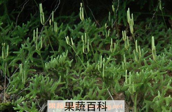 石松